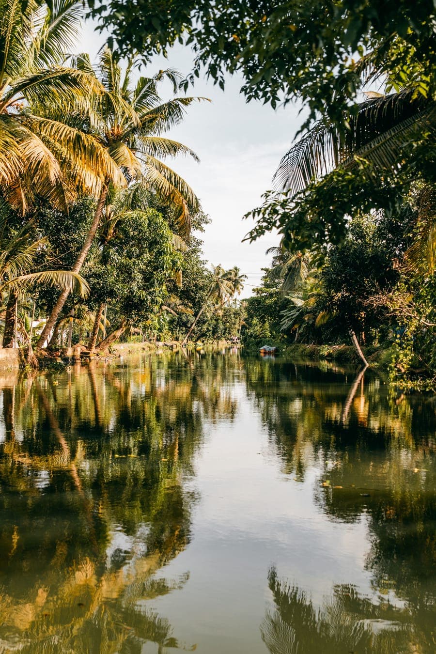 Palm-lined backwater in Kerala