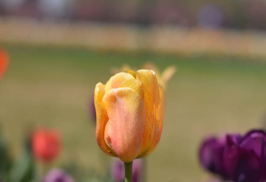 Tulips in bloom at the Srinagar tulip garden