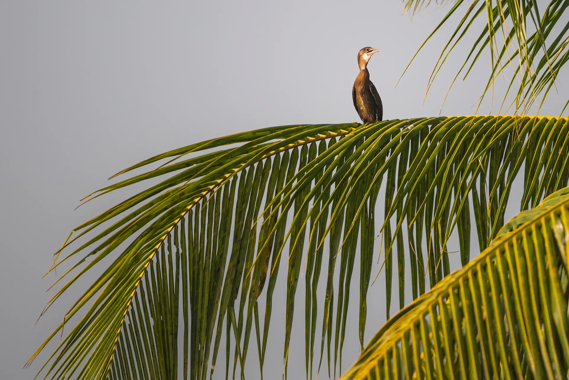 Kerala Family Special: Hills, Wildlife and Backwaters